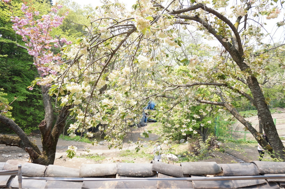 청벚꽃,꽃,봄,맑음,풍경,봄,계절,spring,season,식물,자연,plants,nature,꽃,flower,plant