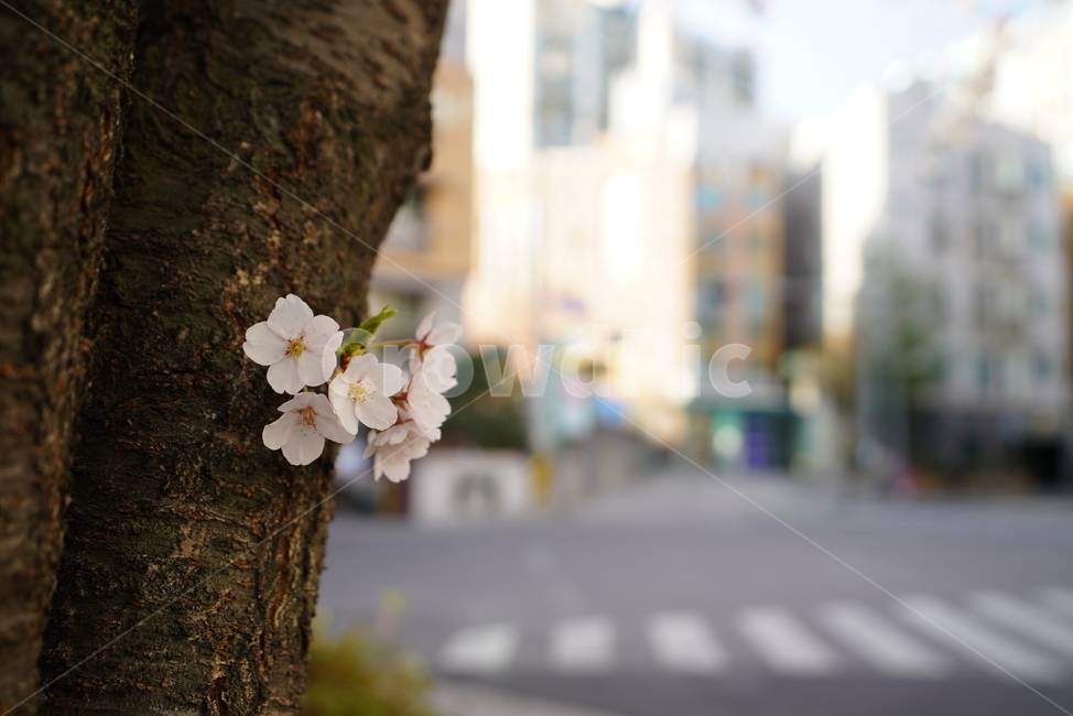 꽃,벚꽃,봄,계절,플라워,화이트,흰색,하얀색,생물,감성,느낌,식물,flower,spring,white,봄,계절,spring,season,식물,자연,plants,nature,꽃,flower,plant,tree,나무,tree trunk,나무 줄기