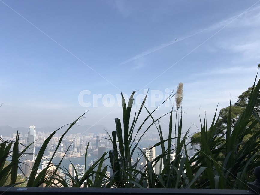 홍콩,전망,도시,버들,자연,풀,풍경,scenery,도시,풍경,city,landscape,해외,외국,세계,foreign,oversea,world,세계도시풍경,해외도시풍경,외국도시풍경,world cityscape,plant,식물,grass,잔디