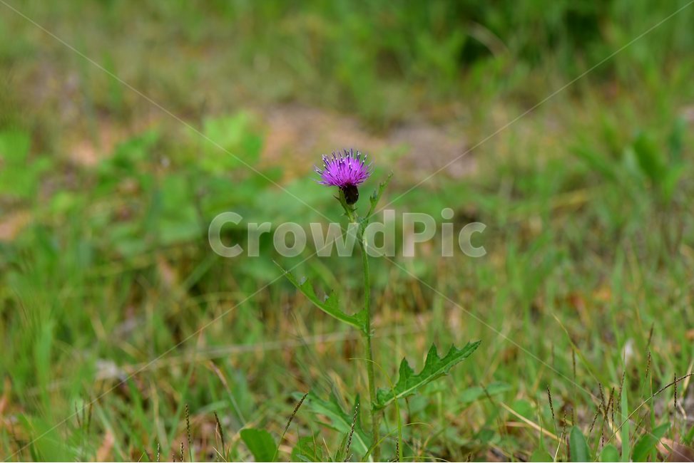 엉겅퀴,야생화,꽃,식물,자연,생태,플라워,flower,plants,nature,식물,자연,plants,nature,꽃,flower