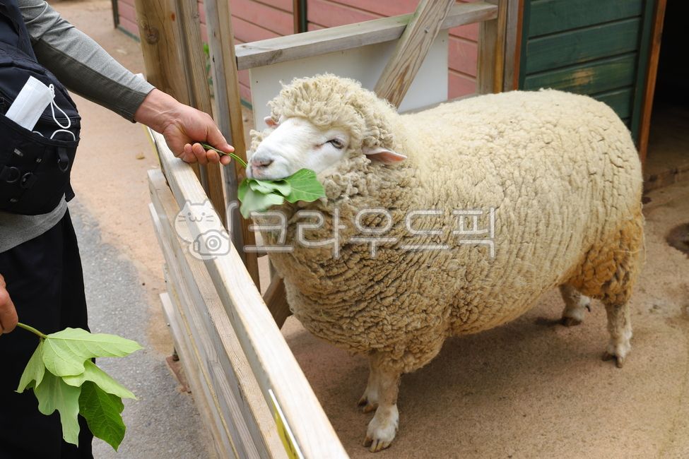 동물,짐승,동물원,양,양털,가축,포유류,animal,sheep,먹이,먹이주기,풀