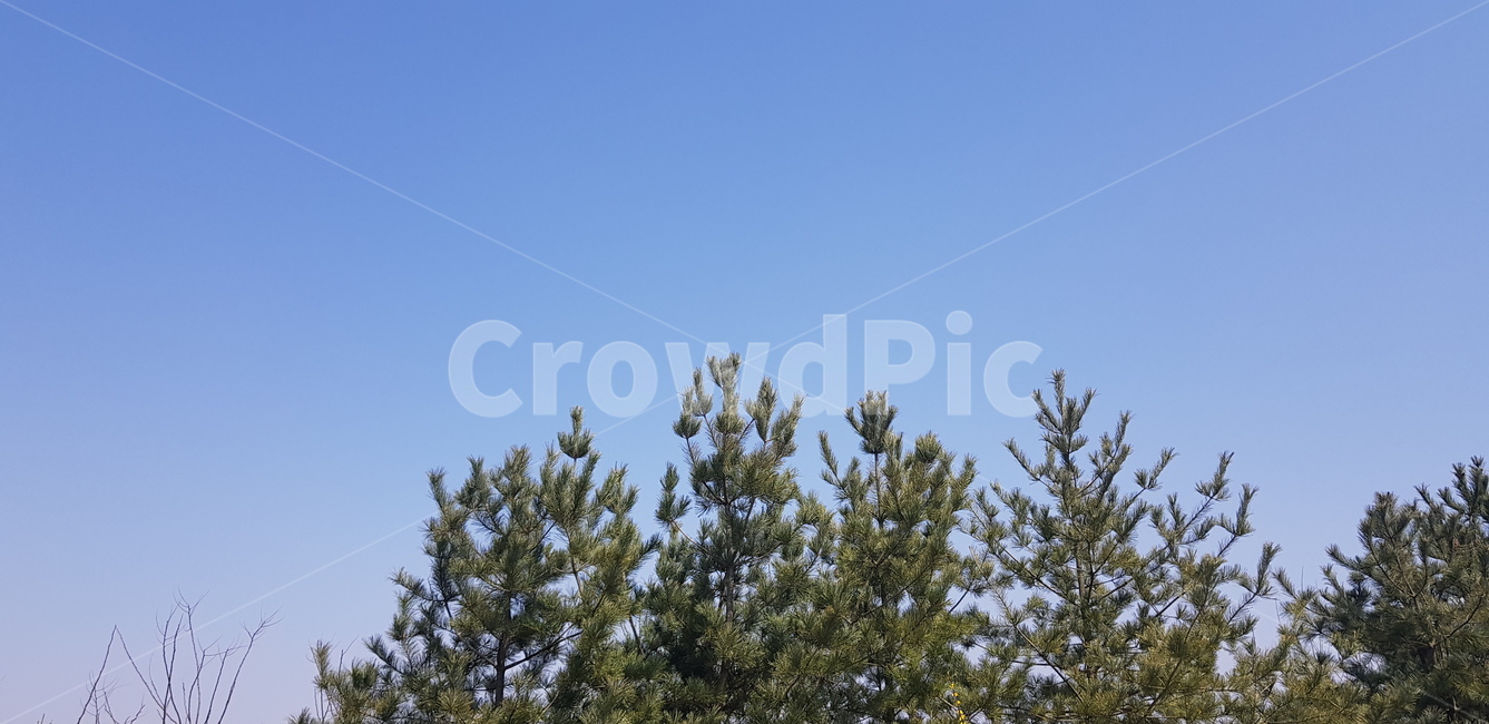 tree,나무,plant,식물,natural,자연,하늘,sky
