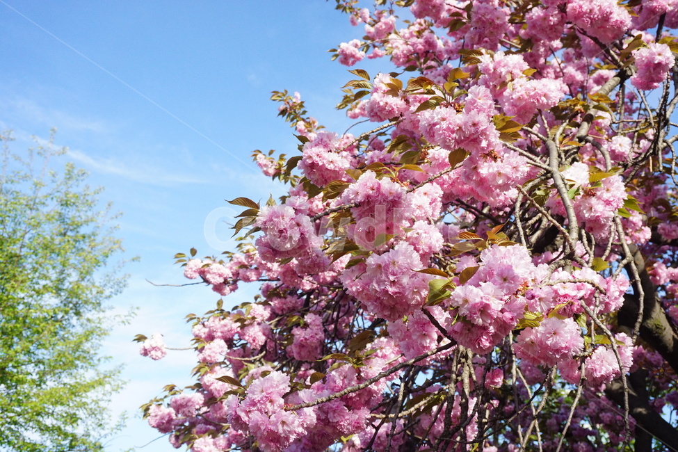 겹벚꽃,벚꽃,벚꽃놀이,분홍꽃,봄,flower,벚나무,봄,계절,spring,season,식물,자연,plants,nature,꽃,flower,plant,blossom