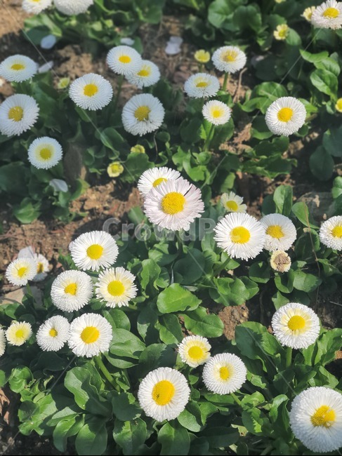 flower,꽃,daisy,데이지,blossom,식물,plant