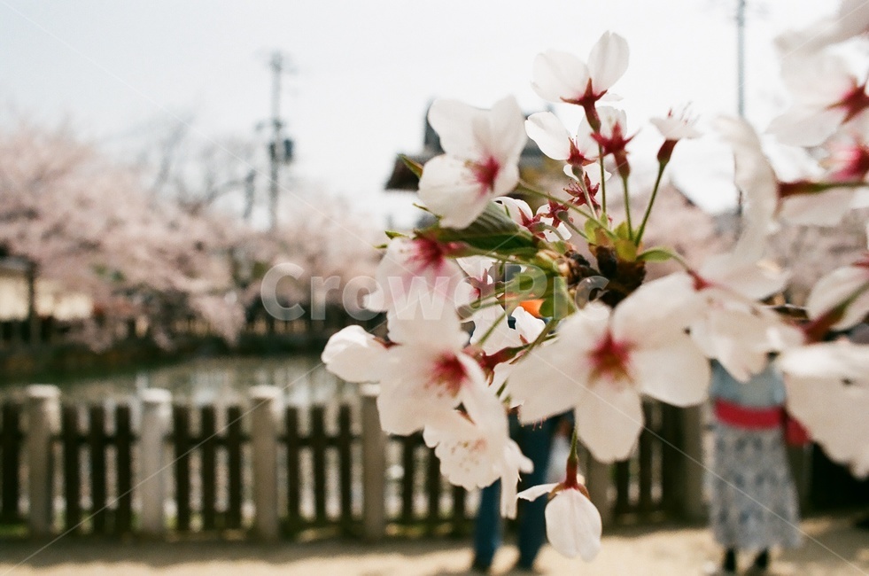 오사카,오사카벚꽃,일본벚꽃,벚꽃,꽃놀이,봄,계절,spring,season,plant,식물,blossom,꽃,cherry blossom,flower
