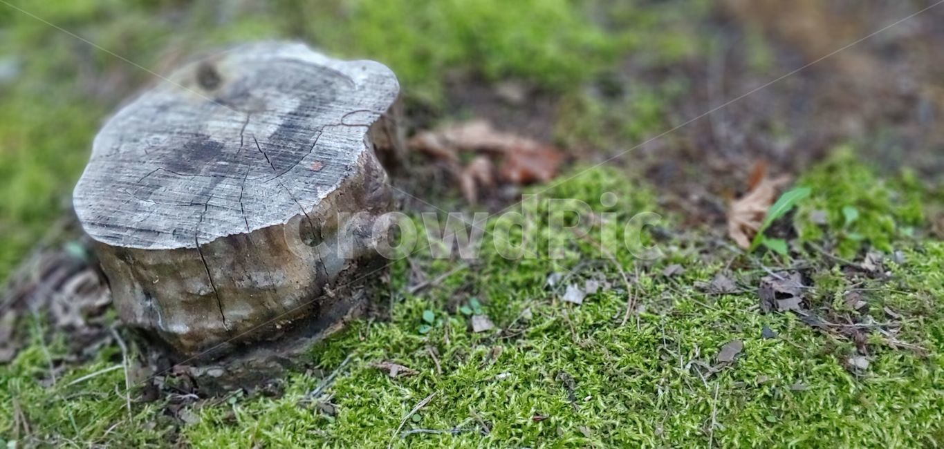 정원,풍경,경치,감성,감성사진,조경,고목,나무,trees,wood