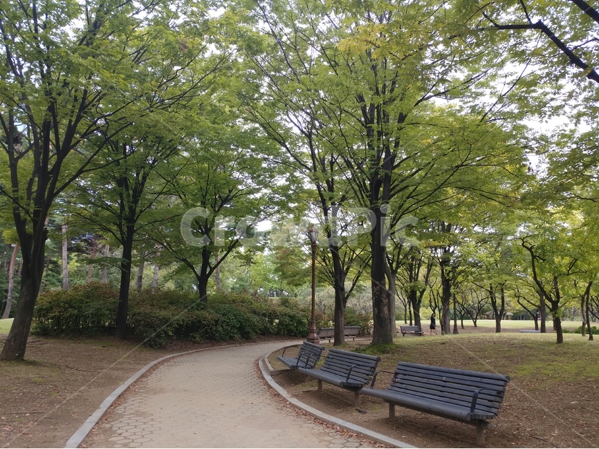 서울,공원,여의도,여의도공원,벤치,나무,길,자연,풍경,nature,landscape,bench
