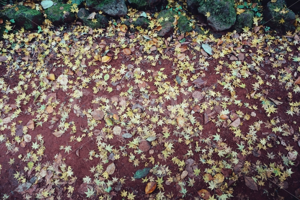 가을,단풍,숲,제주,감성사진,가을,계절,fall,autumn,season,ground,바닥,plant,식물,leaf,잎