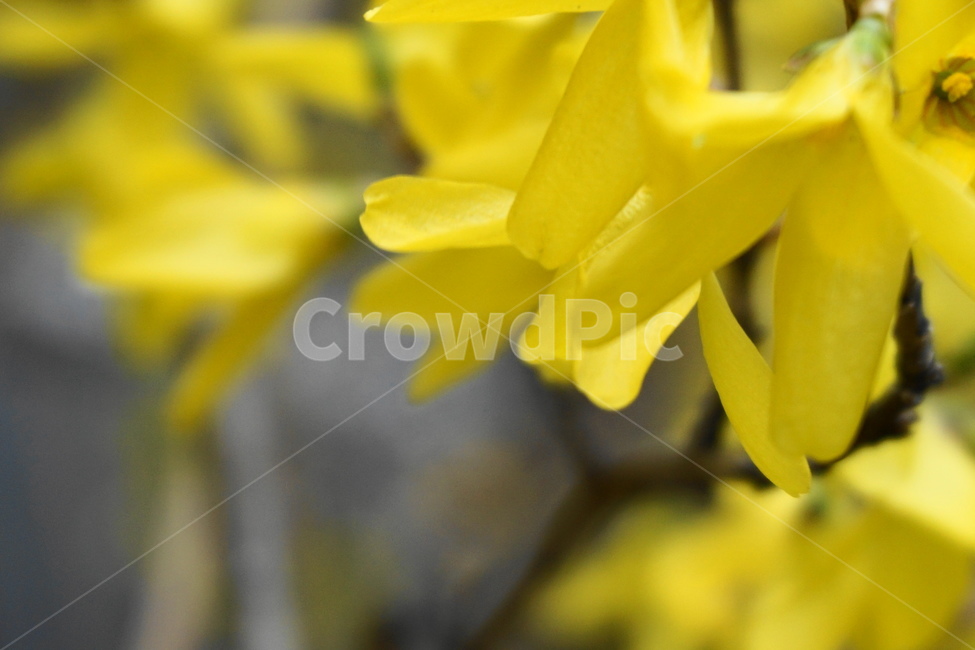 봄,노란색,3월,새순,개나리꽃,개나리,노랑,꽃잎,봄,계절,spring,season,식물,자연,plants,nature,꽃,flower,plant