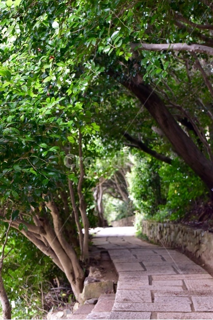 숲길,산책,숲,동백나무,동백숲,나무터널,옥외,garden,정원,나무,trees,wood