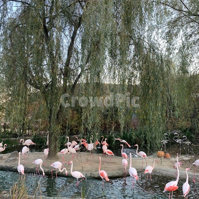 동물,animal,호수,새,플라밍고,홍학,flamingo