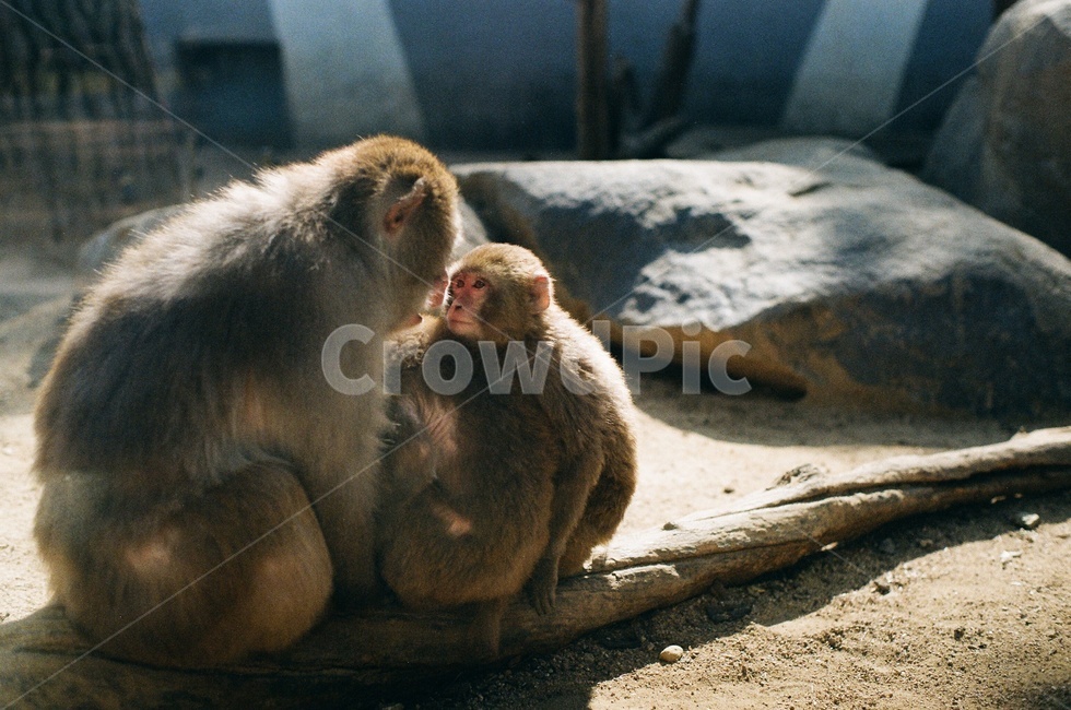 원숭이,동물가족,동물,동물원,원숭이가족,원숭이형제,가족,zoo,family,animal