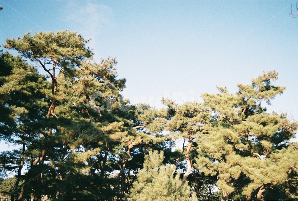 필름,나무,늦겨울,소나무,안동,film,sky,nature,filmphotography,andong,latewinter,tree,필름카메라