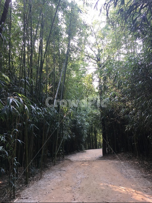 대나무숲,대나무길,담양,죽녹원,plant,식물,bamboo,대나무,자연,숲,nature,forest,나무,green,녹색,초록