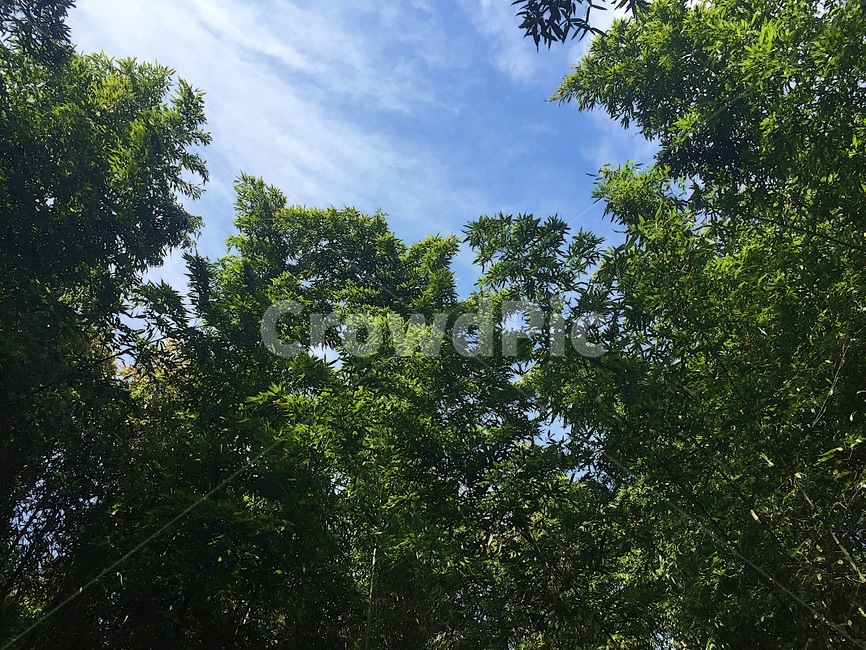 대나무,숲,하늘,자연,청명한,파란하늘,초록,green,forest,bluesky,nature,bamboo,나무,상쾌함,힐링,healing,녹음,맑음