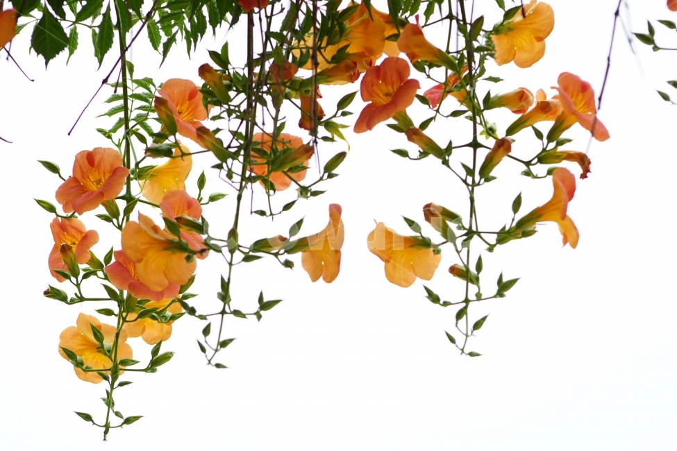 부천중앙공원,능소화,공원,꽃,풍경,식물,자연,plants,nature,꽃,flower