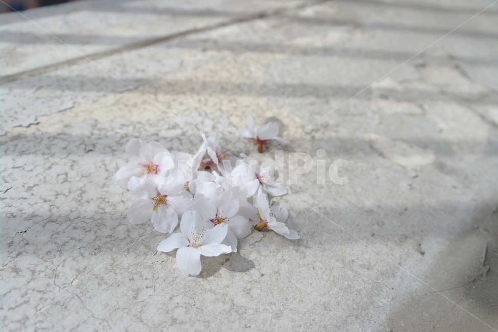 벚꽃,꽃,봄,spring,cherryblossoms