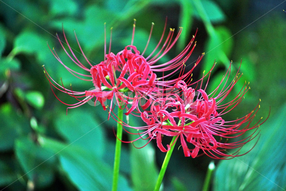 꽃무릇,상사화류,석산,독무릇,산오독,산두초,redspiderlily,가을,빨간꽃,식물,화단용,꽃꽂이용,식물,자연,plants,nature,꽃,flower