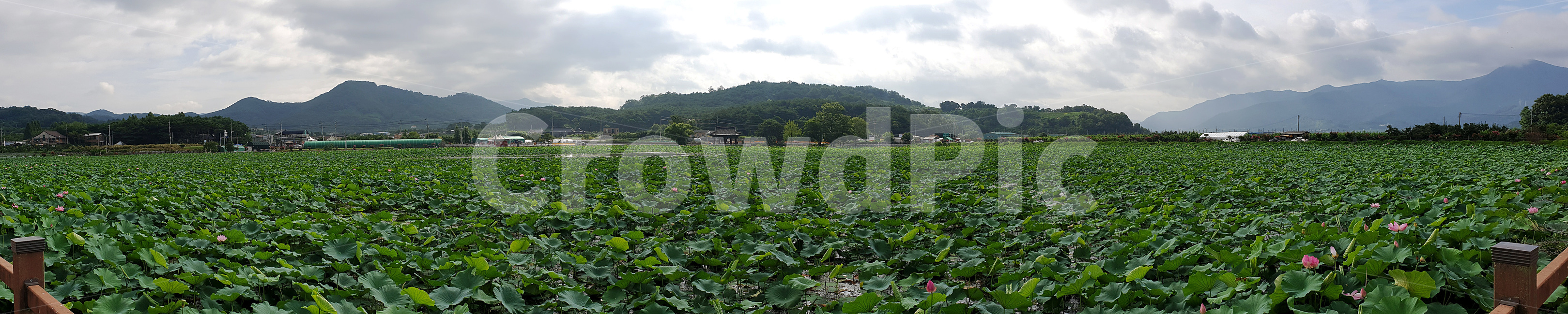 연꽃,수련,하늘,연못,옥외,식물,plant,nature,outdoors,자연