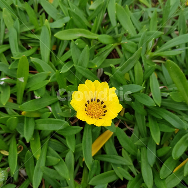 plant,식물,flower,blossom,꽃,노랑,green,yellow