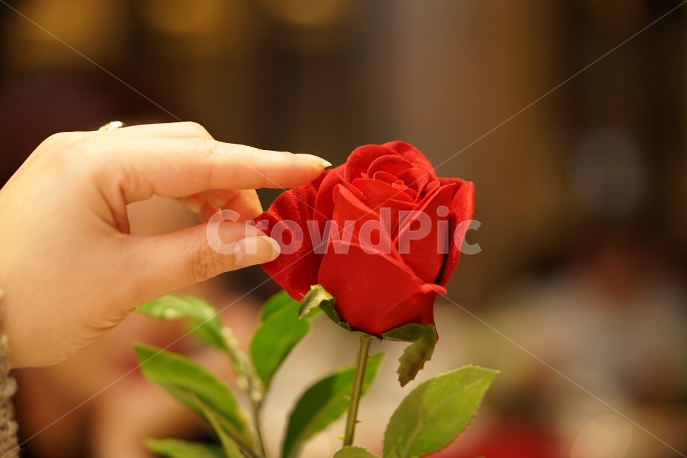 장미,꽃,플라워,flower,꽃다발,감성,감성샷,식물,생명,아름다움,뷰티,미,원색,색감,화려함,선물,감성사진,접사,느낌,감각,레드,손,식물,자연,plants,nature,꽃,flower,사람,인물,인간,human,person,신체일부,몸,body,감성,sensible,feeling