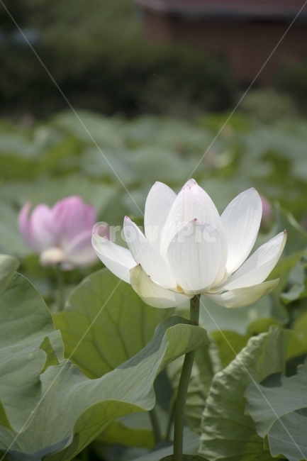 연꽃,연,연잎,수련,꽃,사진,단독사진,디자인,소스,포토,사진자료,배경,배경사진,백그라운드,한국,동양,아시아,전통,풍경,자연,환경,실외,낮,아침,식물,봉오리,꽃봉오리,잎,꽃잎,6월,7월,여름꽃,꽃밭,아웃포커스,접사,근접,여름,녹색,야외,연꽃밭,핑크,분홍,빨강,빨간색,하얀색,레드,화이트,식물,자연,plants,nature,꽃,flower