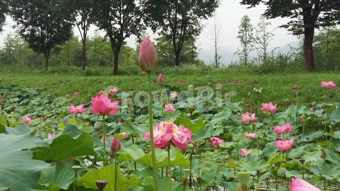 plant,식물,flower,꽃,꽃잎