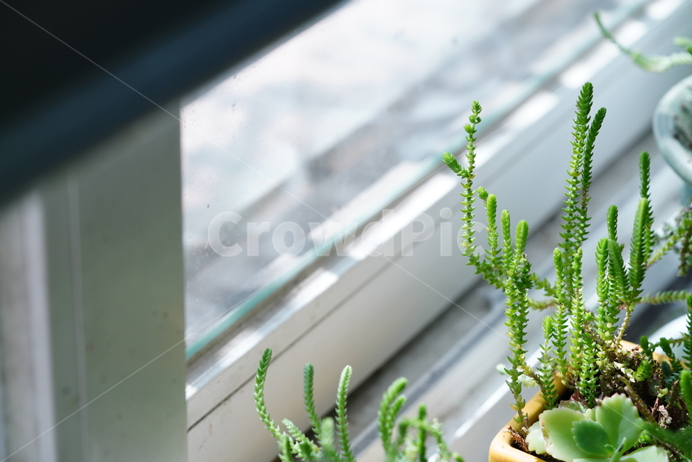 봄,감성,느낌,계절,생명,생물,식물,잎,자연,식물,자연,plants,nature,실내용화초,화분,화초,house plant