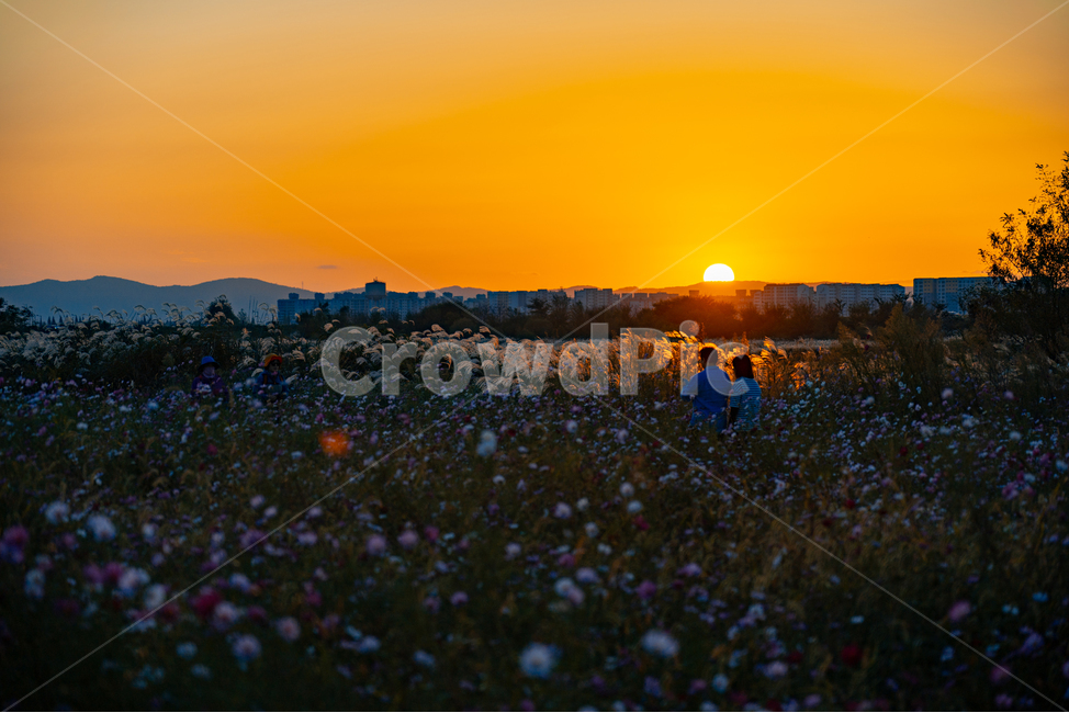 일몰,sunset,가을,붉은하늘,황혼,하늘,sky,redsky,식물,plant,nature,자연,자연,풍경,nature,landscape,식물,plants