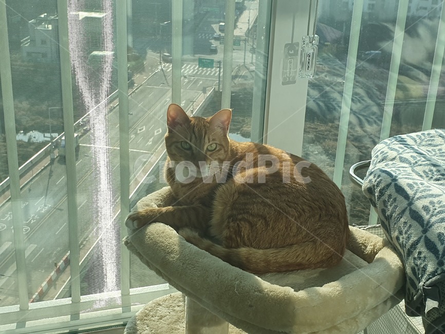 고양이,낮잠,휴식,cat,반려묘,광합성,mammal,애완동물,pet