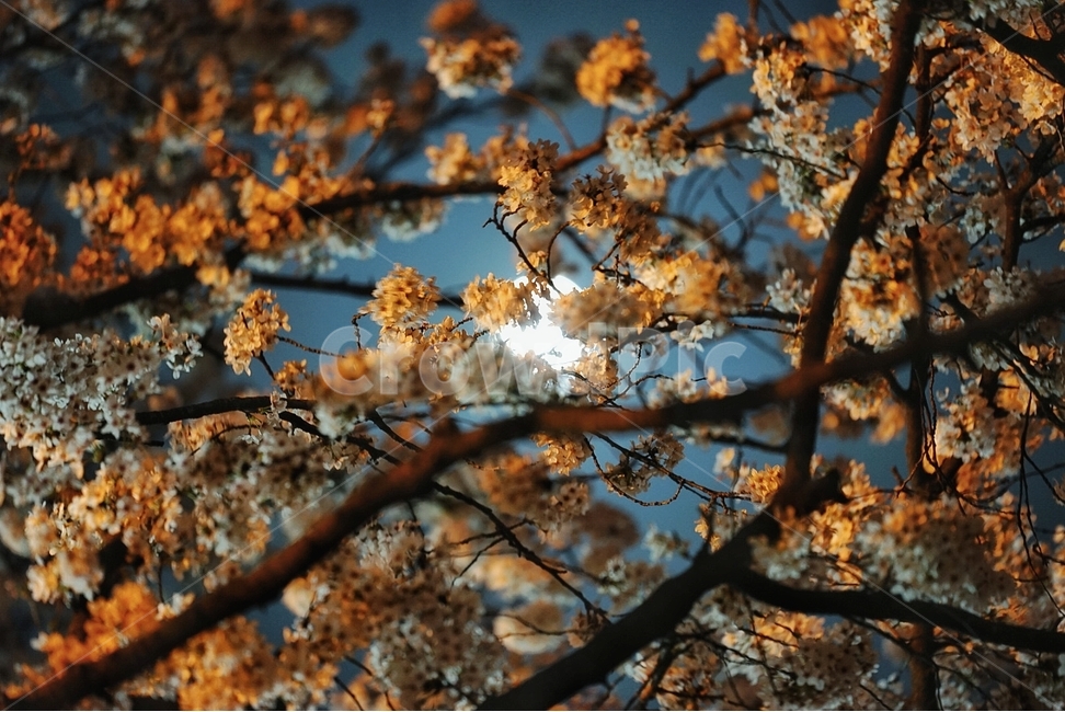 야경,봄,벚꽃,달,꽃,풍경,봄,계절,spring,season,야경,밤,풍경,nightscape,night,landscape,식물,자연,plants,nature,꽃,flower,plant