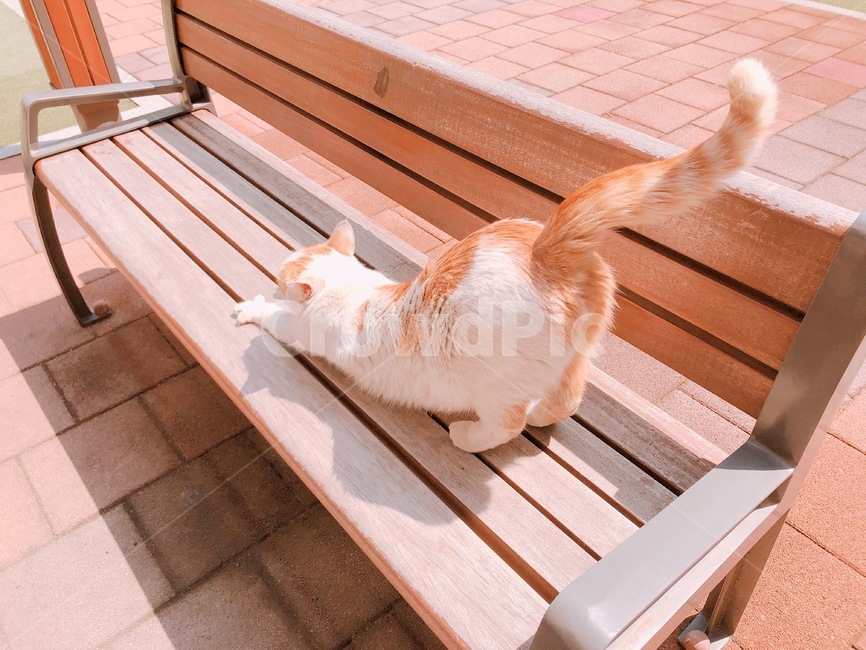 고양이,cat,고양이기지개,고양이엉덩이,길냥이,길고양이,동물,animal,포유류,mammal,고양이,cat,kitten,kitty