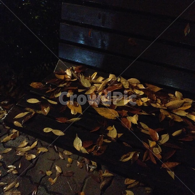 의자,비,가을,낙엽,낙화,가을,계절,fall,autumn,season,plant,식물,leaf,잎