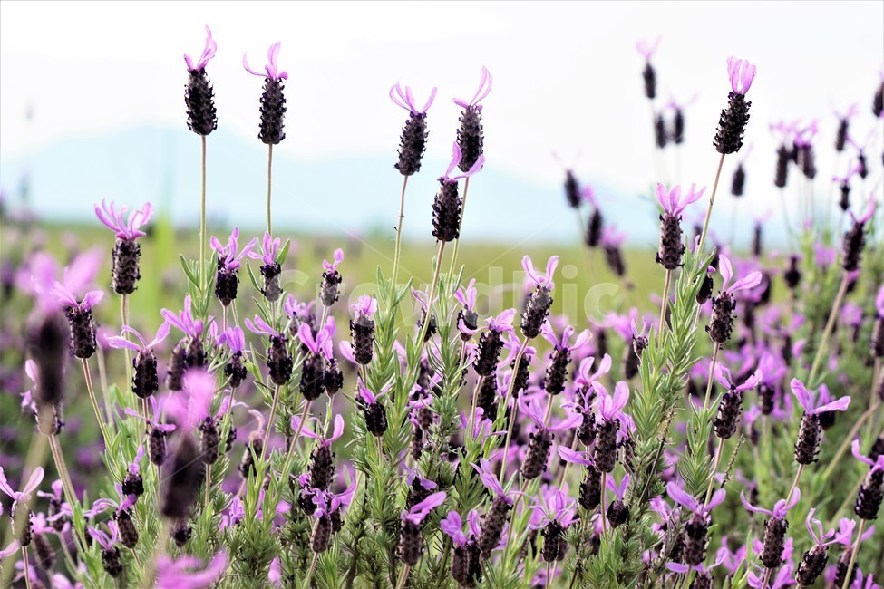 라벤더,꽃,식물,보라색,자연,봄,nature,flower,purple,violet,spring,식물,자연,plants,nature,꽃,flower