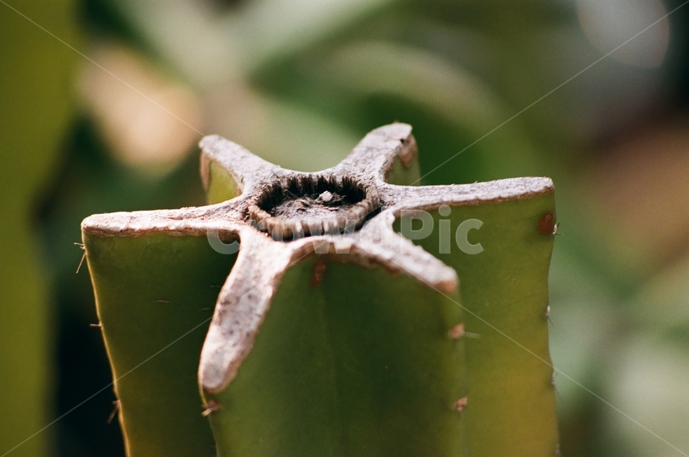 필름카메라,필름사진,감성사진,식물,접사,식물,자연,plants,nature