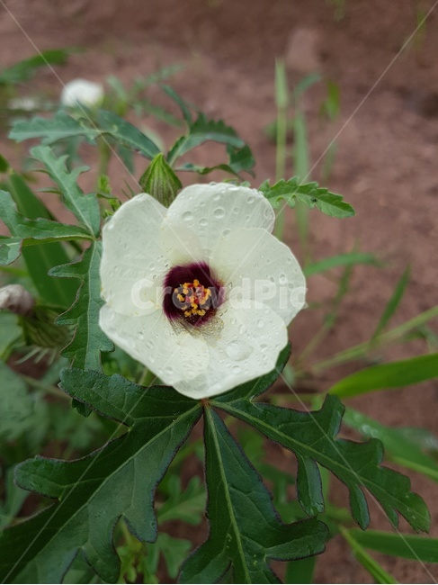 plant,식물,pollen,화분,수박풀꽃,야생화,산촌