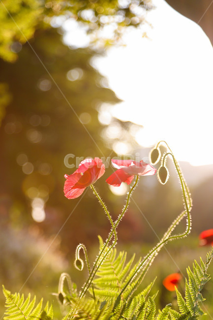 봄,봄날,봄꽃,꽃,양귀비,역광,아름다운,예쁜,배경,식물,해질녘,spring,flowers,sunset,beautiful