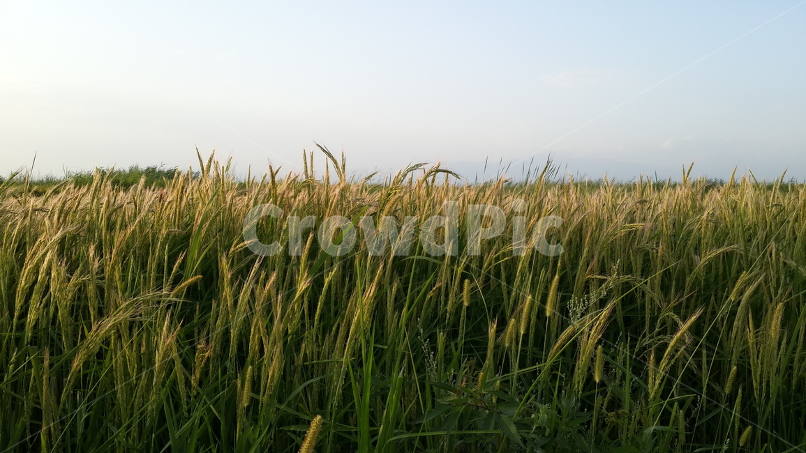 키르키즈스탄,벼농사,벼,여름,시골,자연,풍경,nature,landscape,plant,식물,food,음식,vegetable,야채,grain,곡물