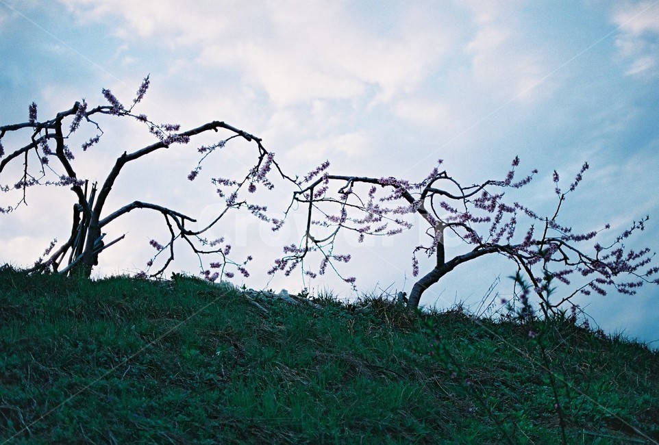 사과꽃,사과나무,자연,풍경,flower,nature,plants,landscape,자연,풍경,nature,landscape,식물,plants,나무,trees,wood
