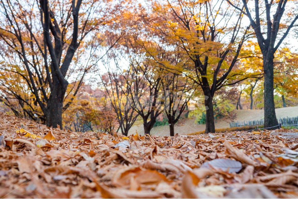 가을,단풍,나무,나무잎,계절,공원,풍경,한국,10월,11월,실외,아웃도어,나뭇잎,조경,산책,올림픽공원,반사,산책로,고요한,하늘,맑은,깨끗한,서울,자연,야외,낙옆,낙엽,갈색,단풍나무,가을하늘,가을풍경,가을,계절,fall,autumn,season