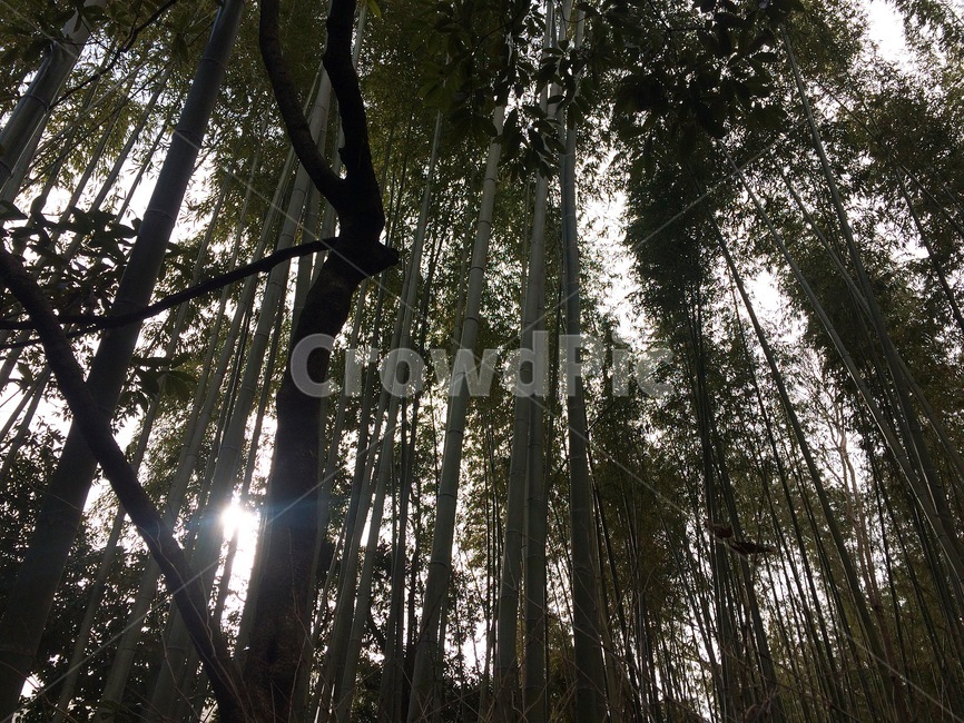 대나무숲,대나무,bamboo,forest,greennature