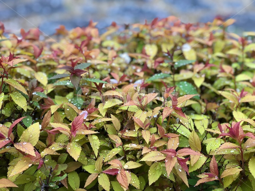 plant,식물,leaf,잎,화분,planter,herbs,허브,이슬,비,빗방울,물방울,dew,rain,drop,tree,나무