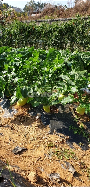 food,음식,무,무밭,daikon