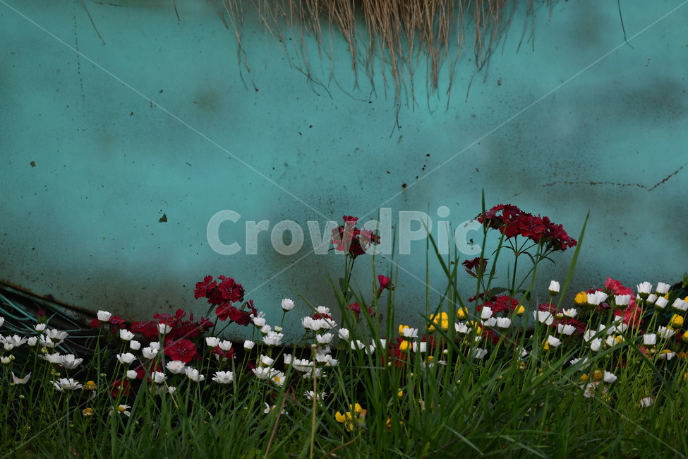 꽃,자연풍경,감성사진,식물,봄,봄,계절,spring,season,식물,자연,plants,nature,꽃,flower,plant