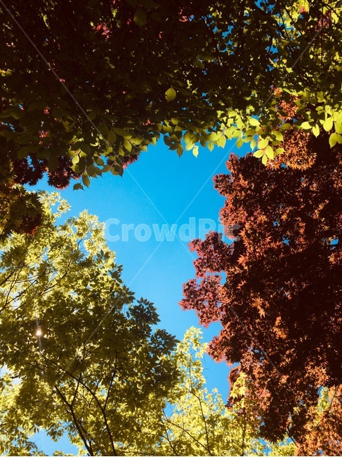 하늘,가을,단풍,나무,햇빛,가을,계절,fall,autumn,season,tree,plant,식물,flare,플레어,light,빛,sunlight,tree trunk,나무 줄기