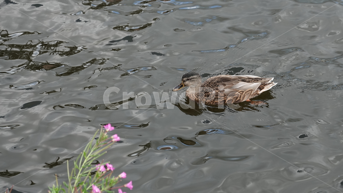 오리,duck,동물,animal,새,bird,동물,animal,조류,새,birds