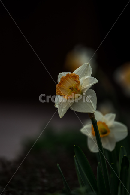 수선화,꽃,식물,자연,봄꽃,감성,식물,자연,plants,nature,꽃,flower