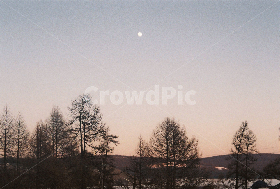 몽골,나무,겨울,자연,보름달