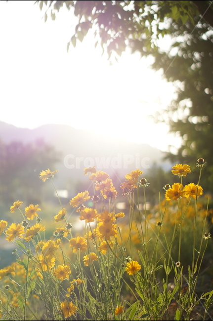 금계국,꽃,노랑,햇살,빛,오후,식물,자연,plants,nature,꽃,flower