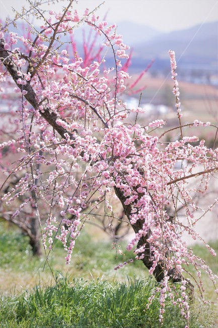 봄,꽃,매화꽃,자연,식물,나무,핑크,따뜻함,계절,nature,spring,season,tree,pink,flower,봄,계절,spring,season,꽃,flower,plant,blossom
